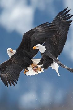 two bald eagles flying through the air