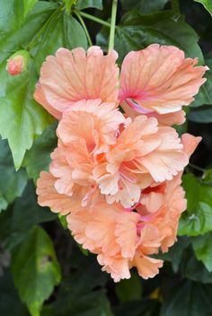 an orange flower that is blooming on a tree in the day time with green leaves around it