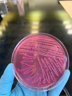 a person in blue gloves holds up a petri dish with pink writing on it