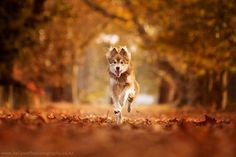 a dog running through the woods in autumn