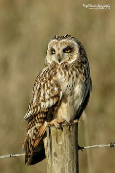 an owl sitting on top of a wooden post