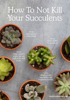 there are many succulents in the pots on the table and one is labeled how to not kill your succulents