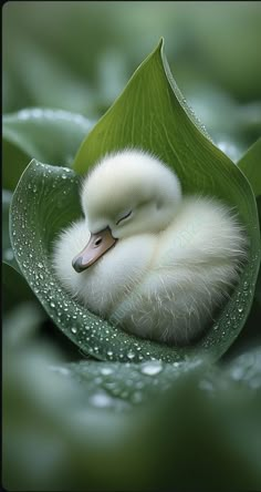 a little duckling is sitting in the middle of a leaf with water droplets on it