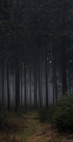 a path in the middle of a forest with trees on both sides and foggy skies above