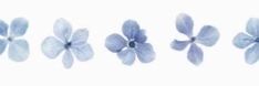 four different types of blue flowers on a white background