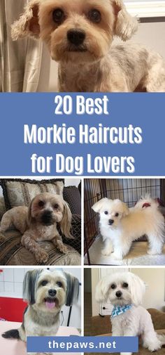 the top 20 best morkie haircuts for dogs that are easy to care for