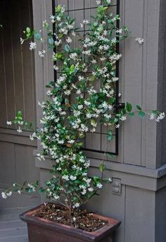 a potted plant with white flowers in front of a window on the side of a building