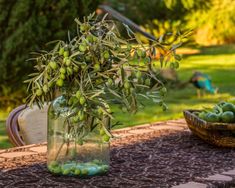 a vase filled with green olives sitting on top of a table