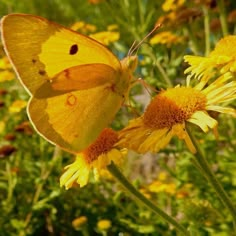 a close up of a butterfly on a flower with yellow flowers in the foreground