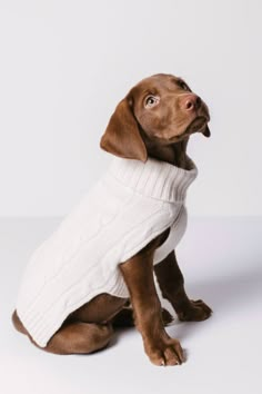 a brown dog wearing a white sweater looking up