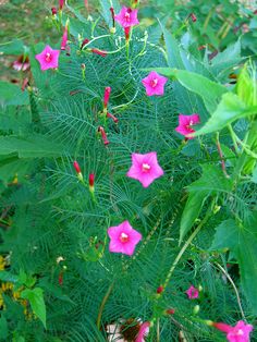 pink flowers are blooming in the green grass and leaves on this bushy plant