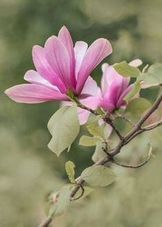 a pink flower is blooming on a tree branch