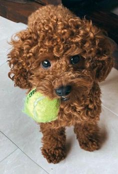 a brown poodle holding a tennis ball in its mouth and looking at the camera