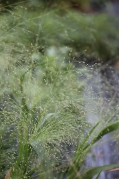 some very pretty green plants with lots of water droplets on it's leaves and stems