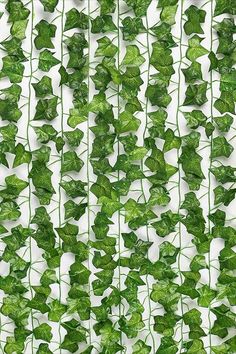 green ivy leaves on white background