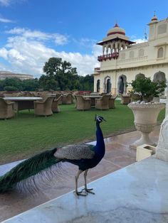 a peacock standing on top of a cement slab next to a lush green park area