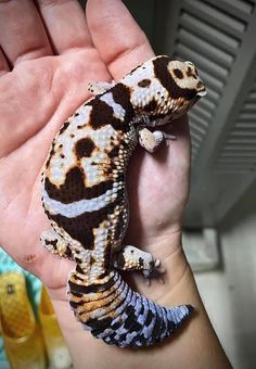 a small gecko sitting on top of someone's hand