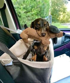 a small dog sitting in the back seat of a car with a stuffed animal on it's shoulder