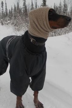 a dog wearing a sweater and boots in the snow with trees in the back ground