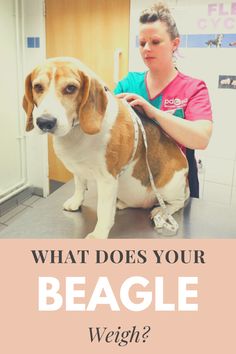 a woman is grooming a beagle's head in an animal hospital with the caption what does your beagle weigh?