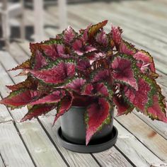 a potted plant with red and green leaves sitting on a wooden table outside in the sun