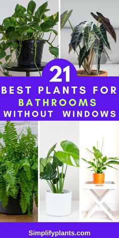 "Plants for low light bathrooms, Indoor plants for windowless bathrooms, 
Bathroom plants, Low maintenance bathroom plants, Air purifying plants for 
bathrooms, Plants that thrive in low light, Best plants for dark bathrooms, 
Bathroom plants that don't need sunlight, Houseplants for windowless 
bathrooms, Plants for small bathrooms" Low Light High Humidity Plants, Low Light Plants Indoor Bathroom, Bathroom Window Plants, Bathrooms With Windows, Bathrooms Without Windows, Indoor Plants For Bathroom, Bathroom Plants Low Light, Bathroom Without Windows, Bathroom Plants Decor