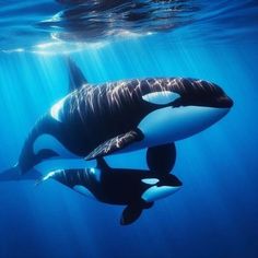 an orca swims under the water with her calf in its mouth, while another one looks on