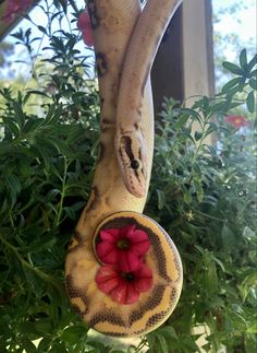 a large snake hanging from the side of a tree with a flower in it's mouth