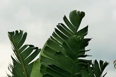 a large green leafy plant in front of a gray sky with some white clouds