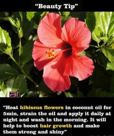 Hibiscus For Hair Growth, Hibiscus For Hair, Herbal Cosmetics, Gentlemens Guide, Hair Growth Foods, Hair Care Remedies, Quick Hair, Natural Skin Care Remedies