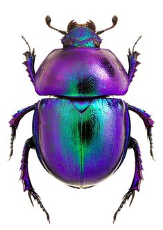 a purple and green beetle on a white background