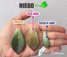 a hand holding three pieces of fruit with the names in spanish and english on it