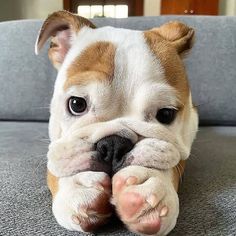 a small brown and white dog laying on top of a couch