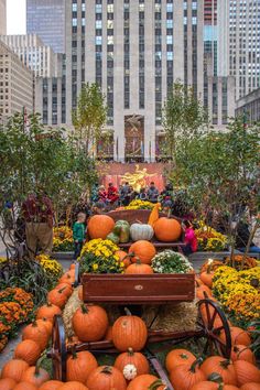 pumpkins and gourds on display in the middle of a city square with tall buildings