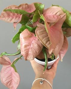 a person holding a potted plant with pink and green leaves on it's stems