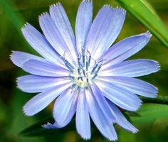 a blue flower with green leaves in the background