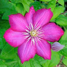 a pink flower with green leaves in the background