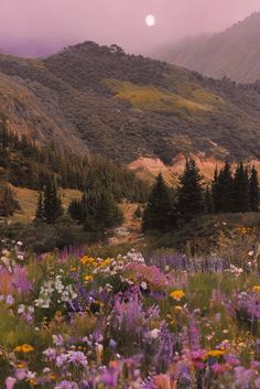 wildflowers in the foreground with mountains in the background, and a full moon