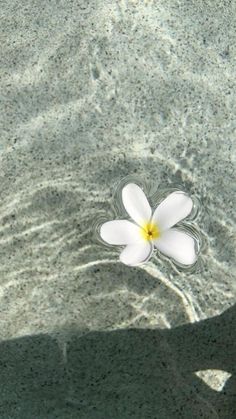 a white flower floating on top of a body of water next to a sandy beach