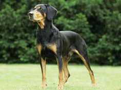 a large black and brown dog standing on top of a lush green grass covered field