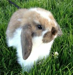 a brown and white rabbit sitting in the grass