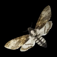 a moth that is flying in the air