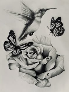 a black and white drawing of a hummingbird flying over a rose with two butterflies