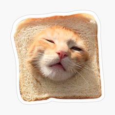 an orange and white cat sleeping on top of a piece of bread with it's eyes closed