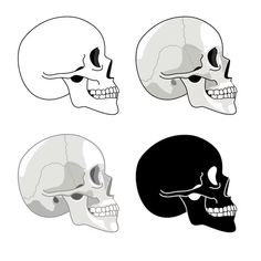 three different types of skulls on a white background