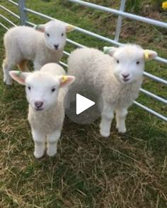 four white sheep standing next to each other in a fenced area with green grass