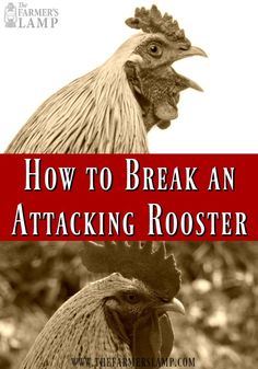 a rooster with the words how to break an attacking rooster on it's head