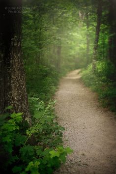 a dirt path in the middle of a forest