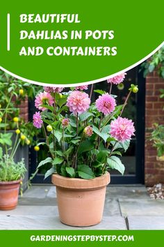 beautiful dahlias in pots and containers with text overlay reading beautiful dahlias in pots and containers