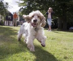 a white dog running in the grass with its mouth open and tongue out, while a woman is walking behind him